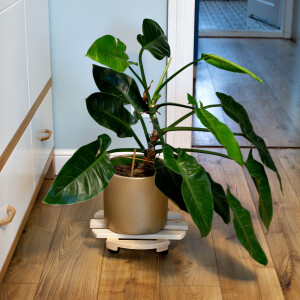 Runder natürlicher Pflanzenroller, Ø 35 cm, aus FSC-Holz